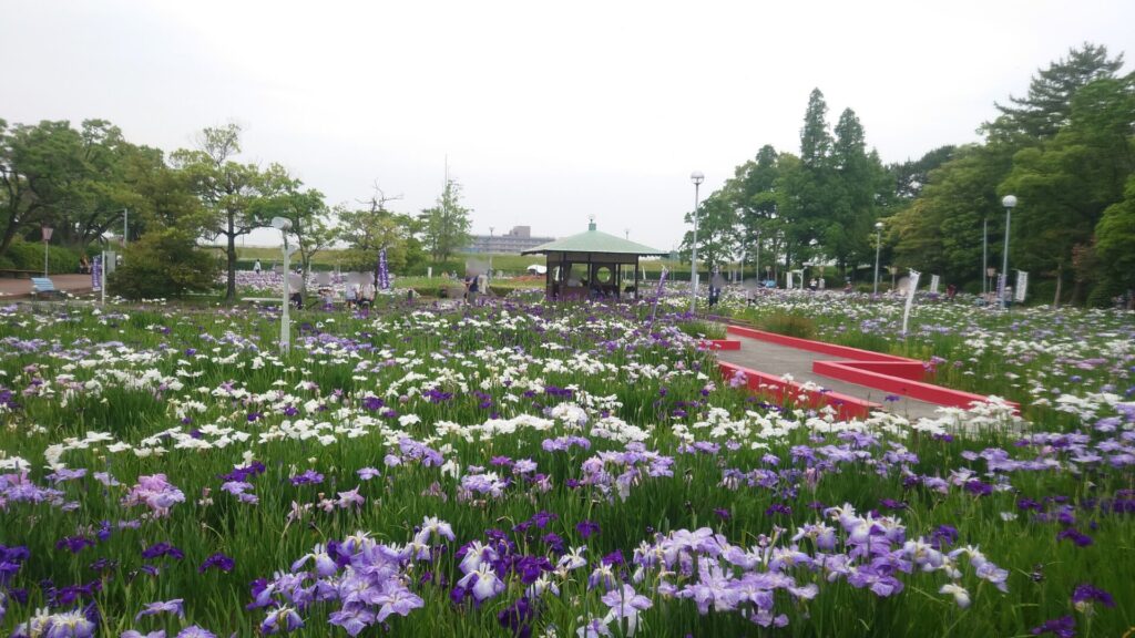 油ヶ渕花しょうぶ園/愛知県碧南市