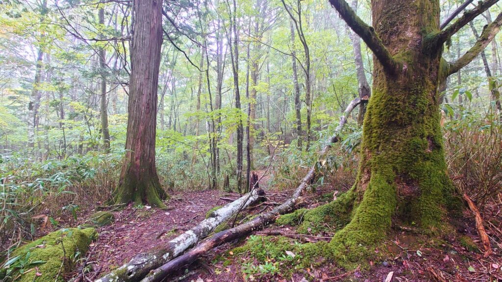 茶臼山高原/愛知県豊根村