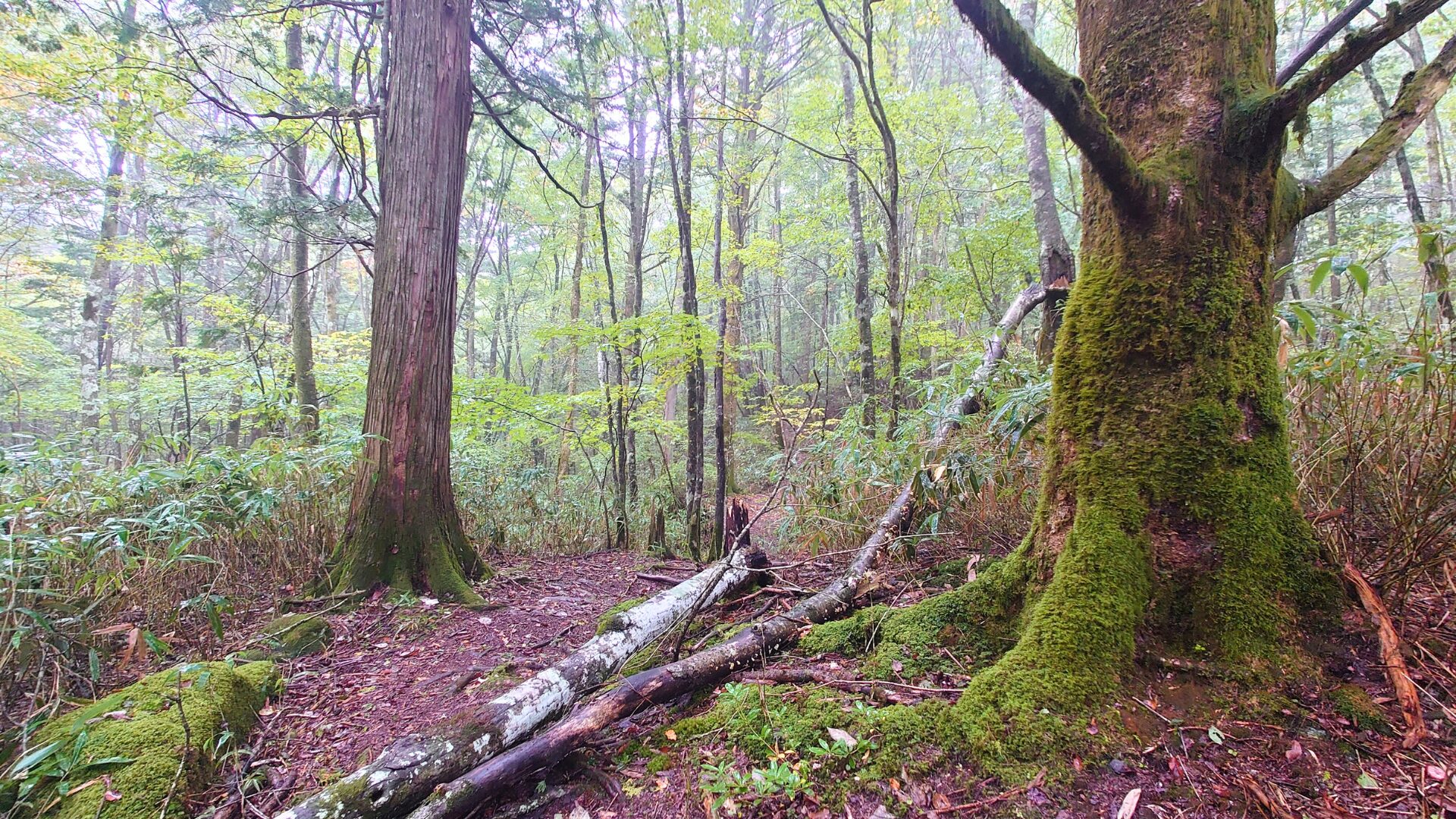 茶臼山高原/愛知県豊根村