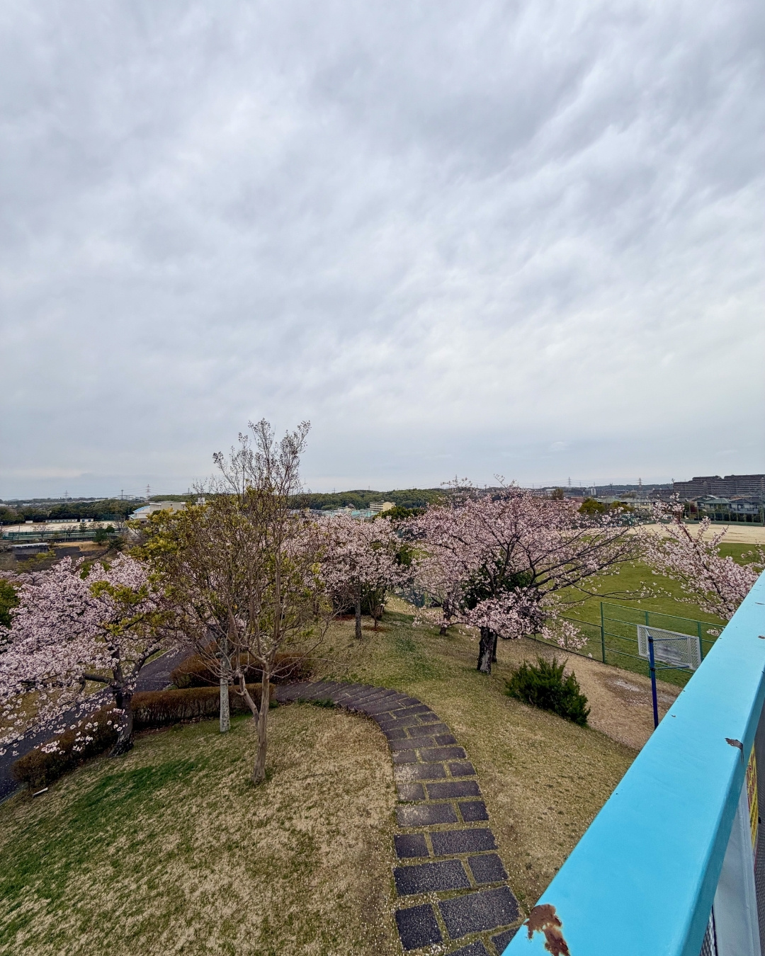 展望台から見る園内の桜