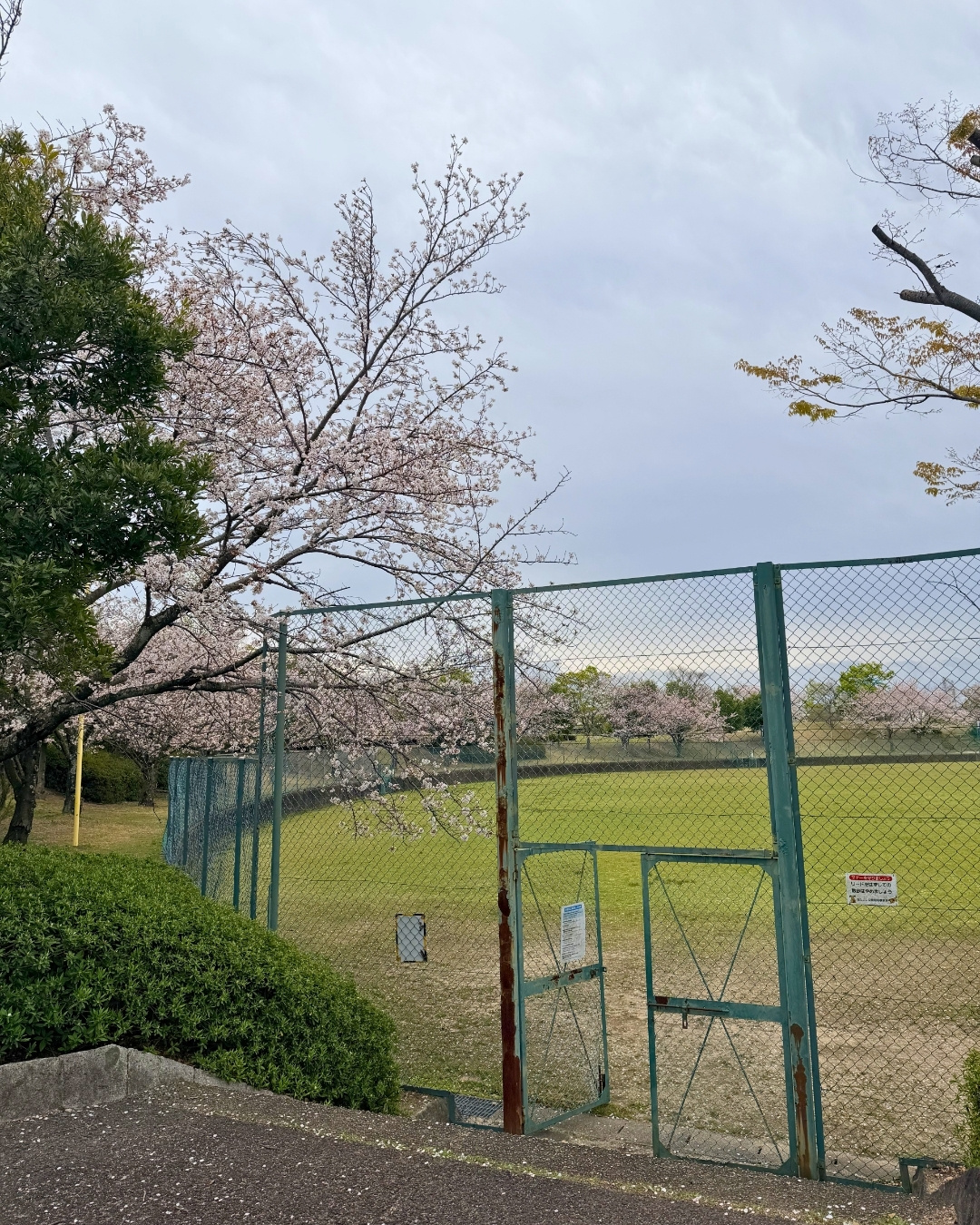 三好丘桜公園の多目的広場
