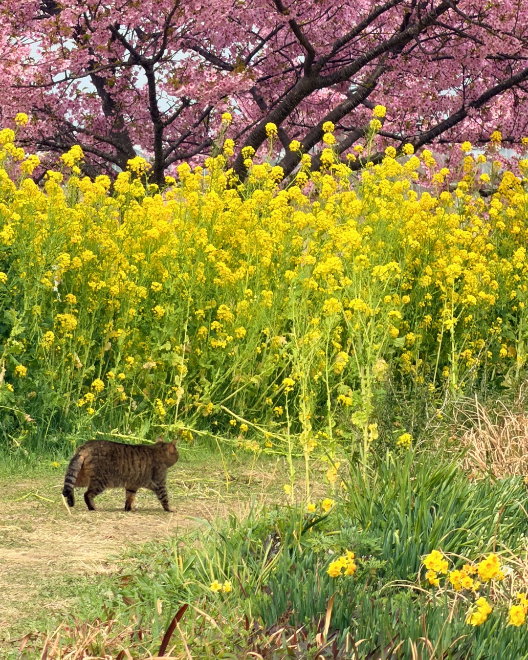 免々田川の桜と菜の花のお気に入り