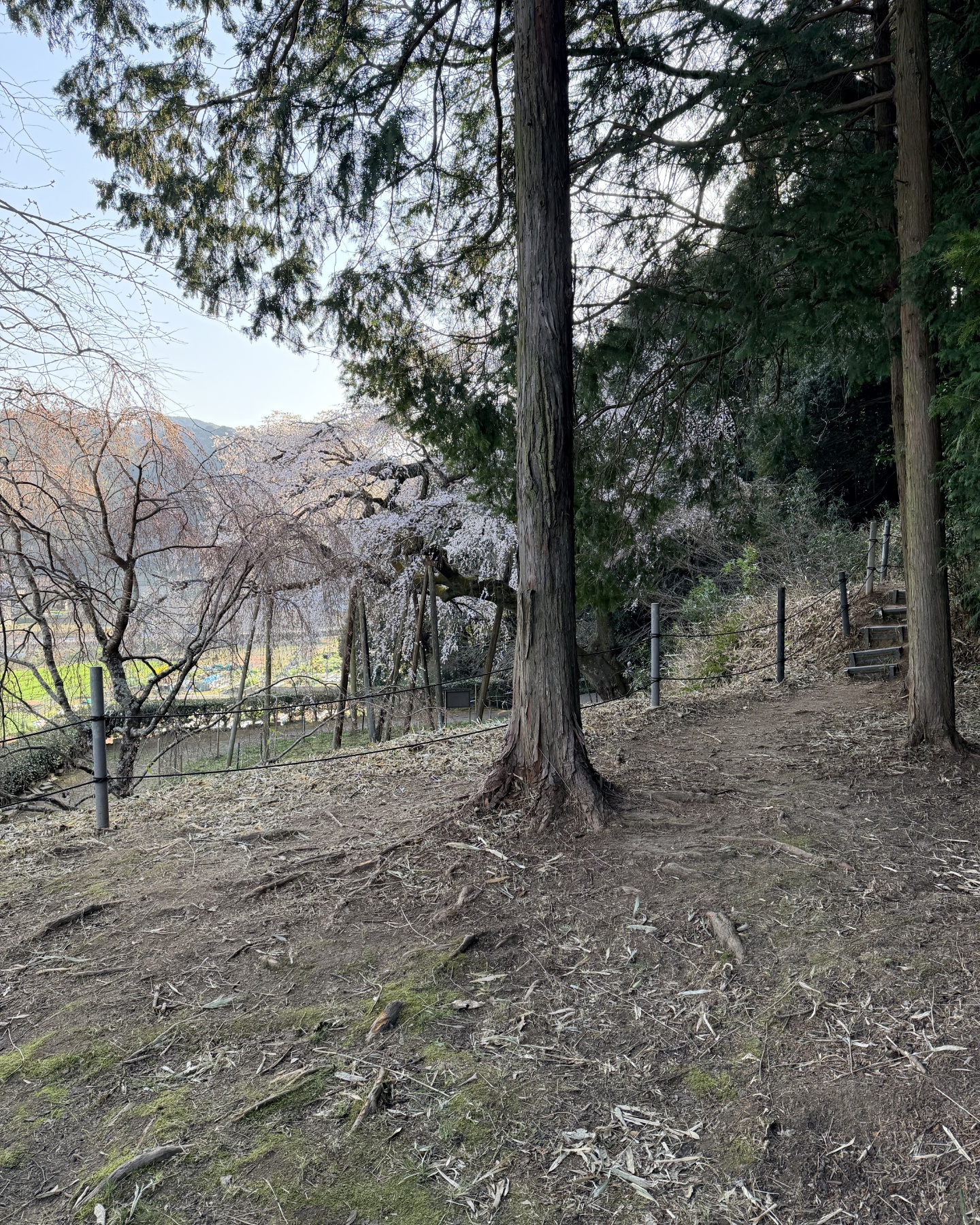 奥山田のしだれ桜(愛知県岡崎市)丘の遊歩道