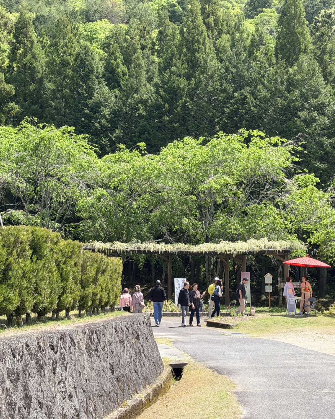 藤の回廊(豊田市)白藤と複数品種の藤棚