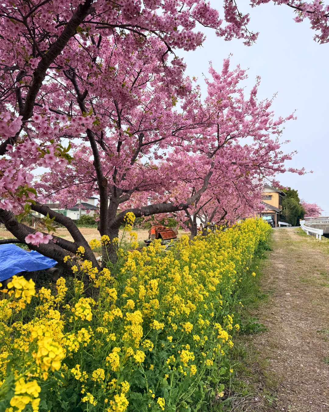 免々田川の菜の花とミツバチ