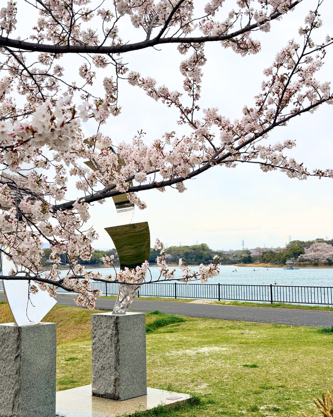 三好公園（みよし市）三好池外周の桜のトンネル