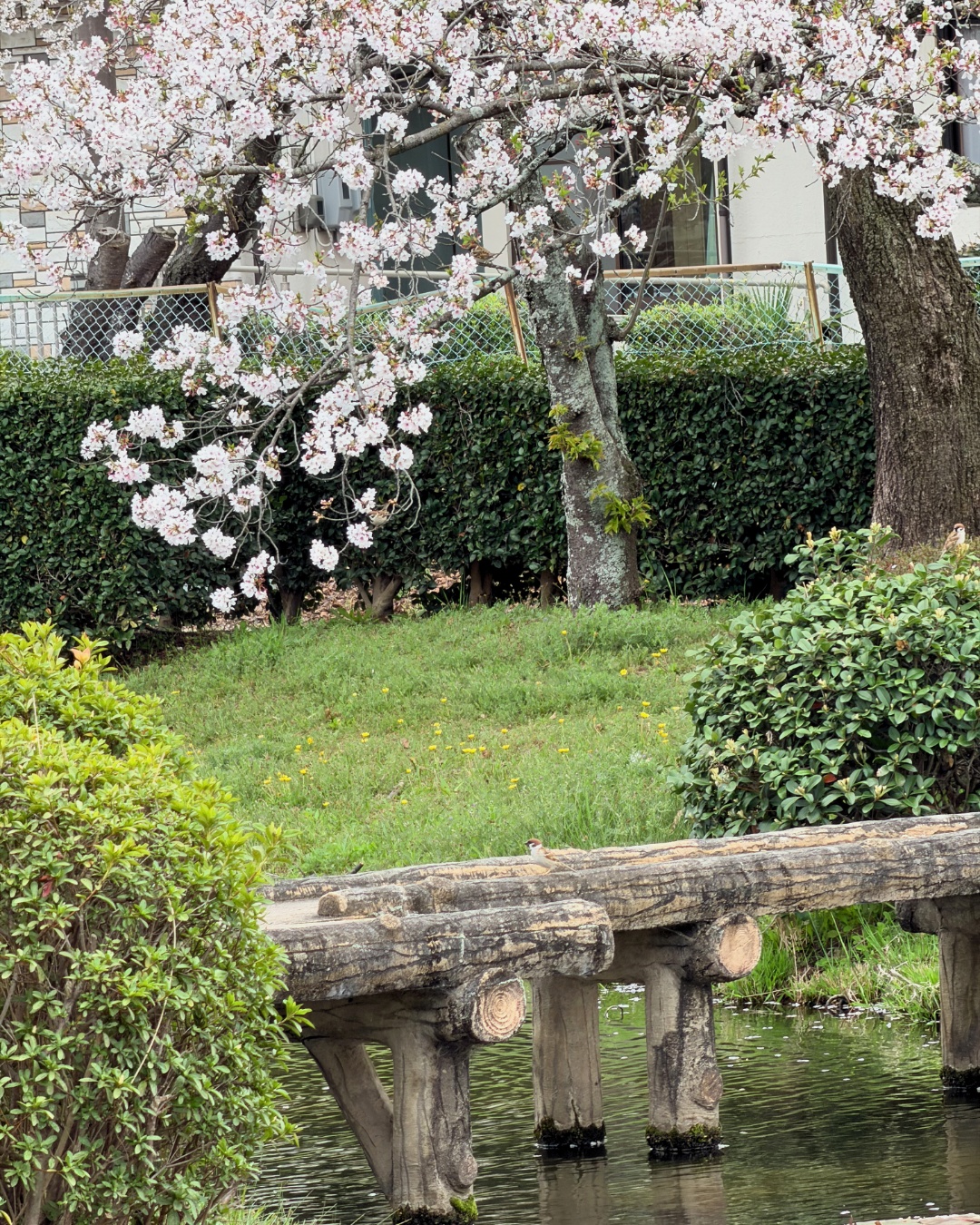 三好公園（みよし市）池のほとりの満開ソメイヨシノ