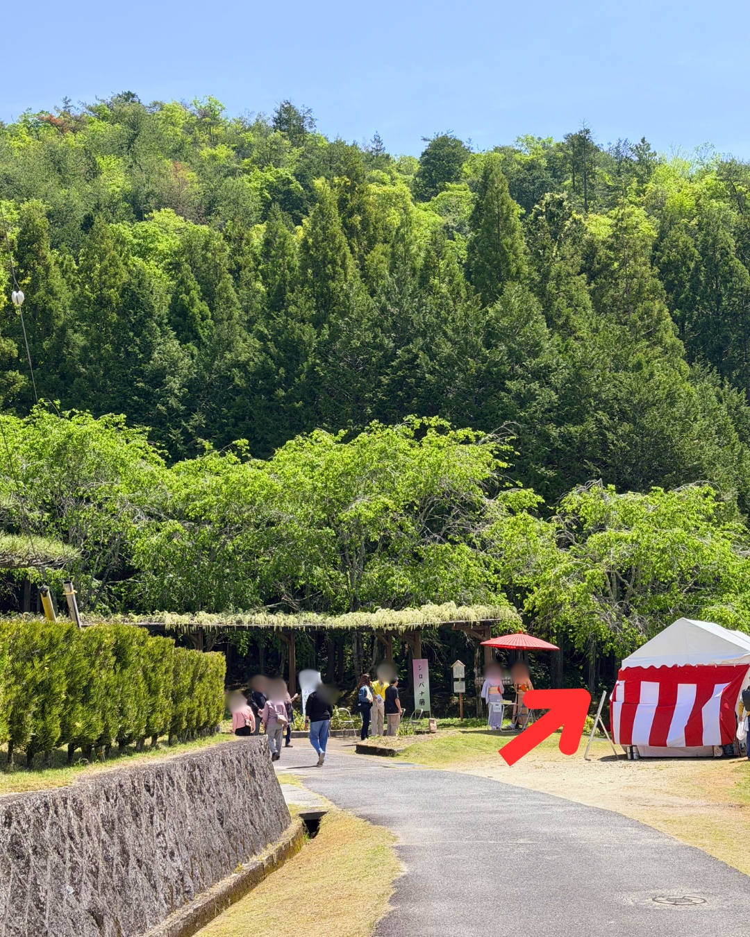 藤の回廊(豊田市)城ケ根展望台への道