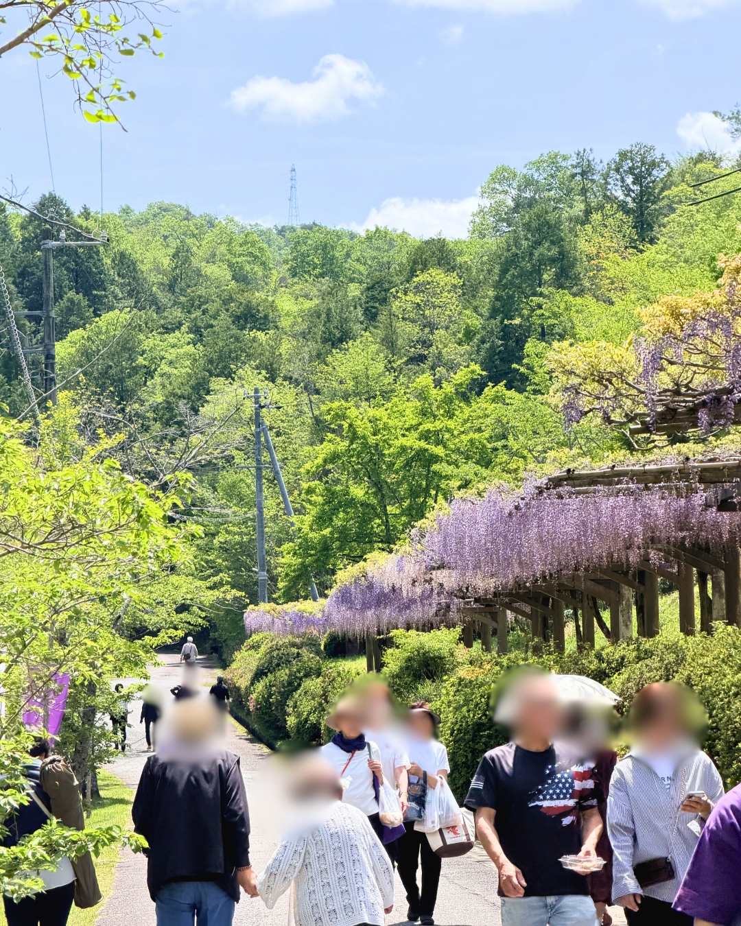 藤の回廊(豊田市)藤棚を見上げた構図