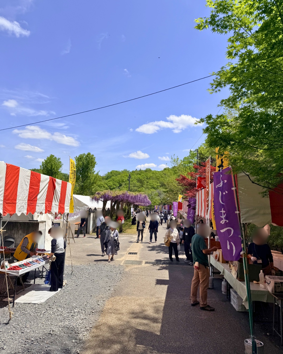 藤の回廊(豊田市)ふじまつりのぼり