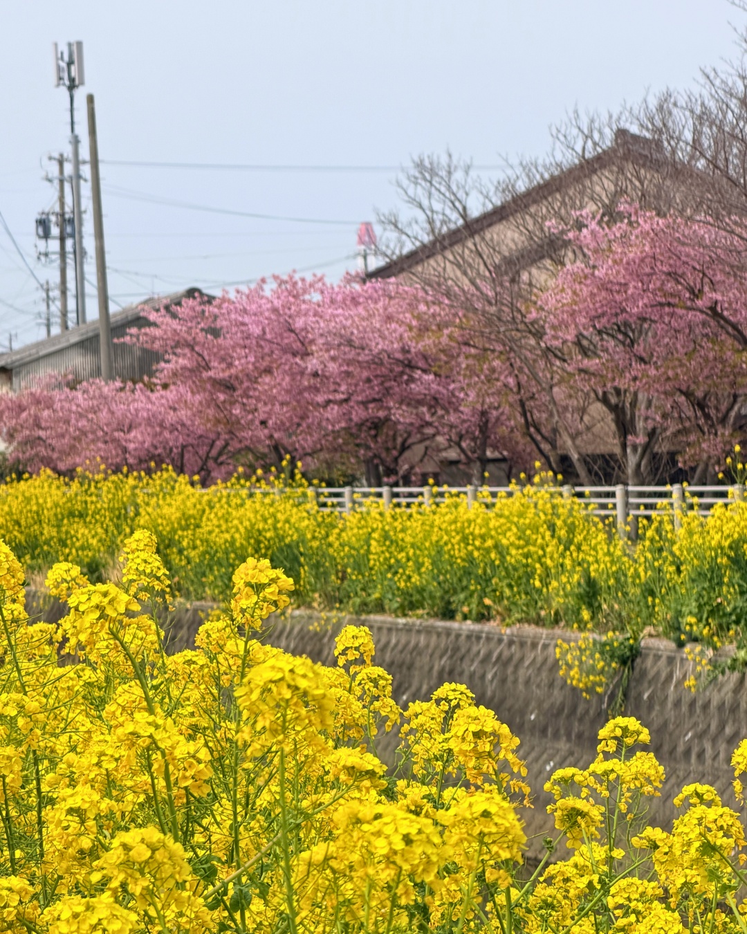 免々田川の菜の花の群生
