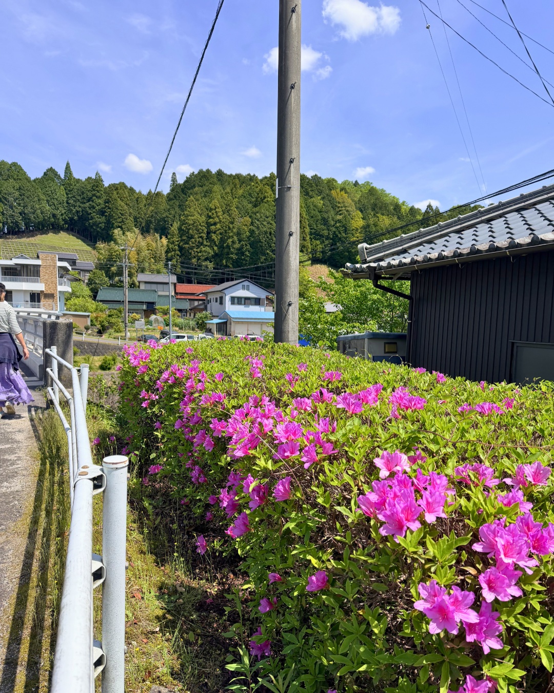 藤の回廊(豊田市)新緑と藤