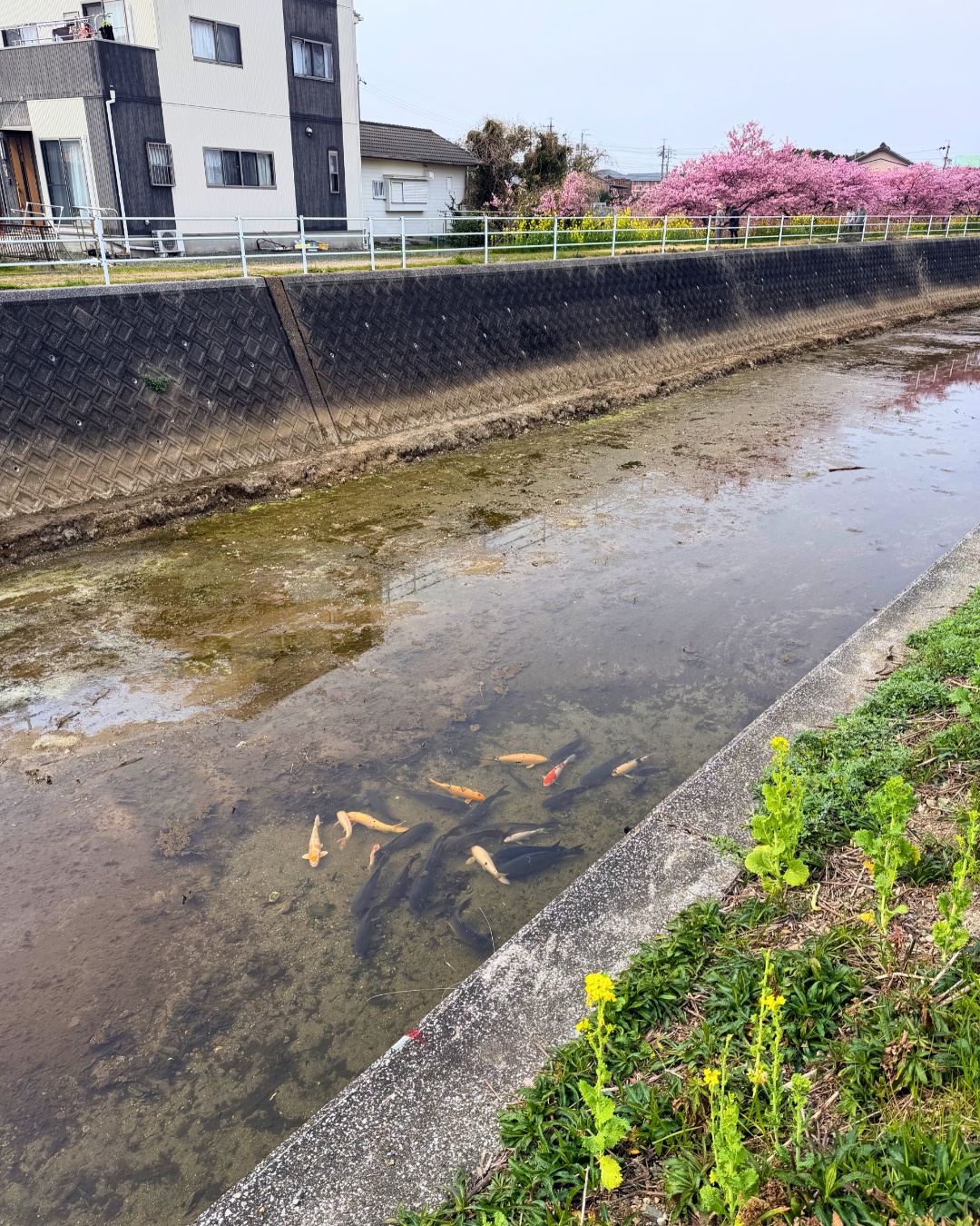 免々田川の河津桜と濁った川