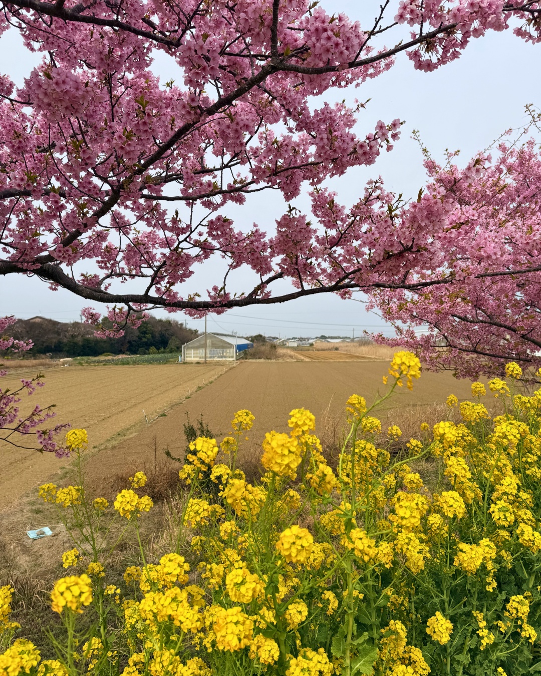 免々田川の菜の花畑