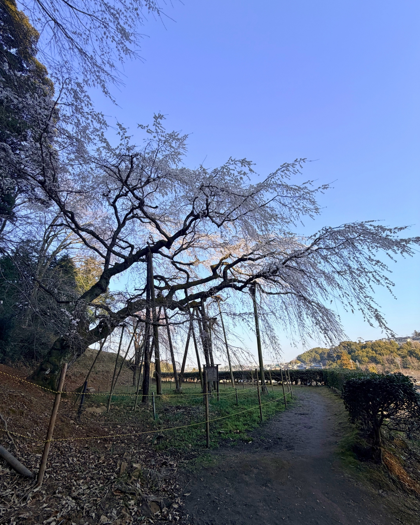 奥山田のしだれ桜(愛知県岡崎市)丘の遊歩道