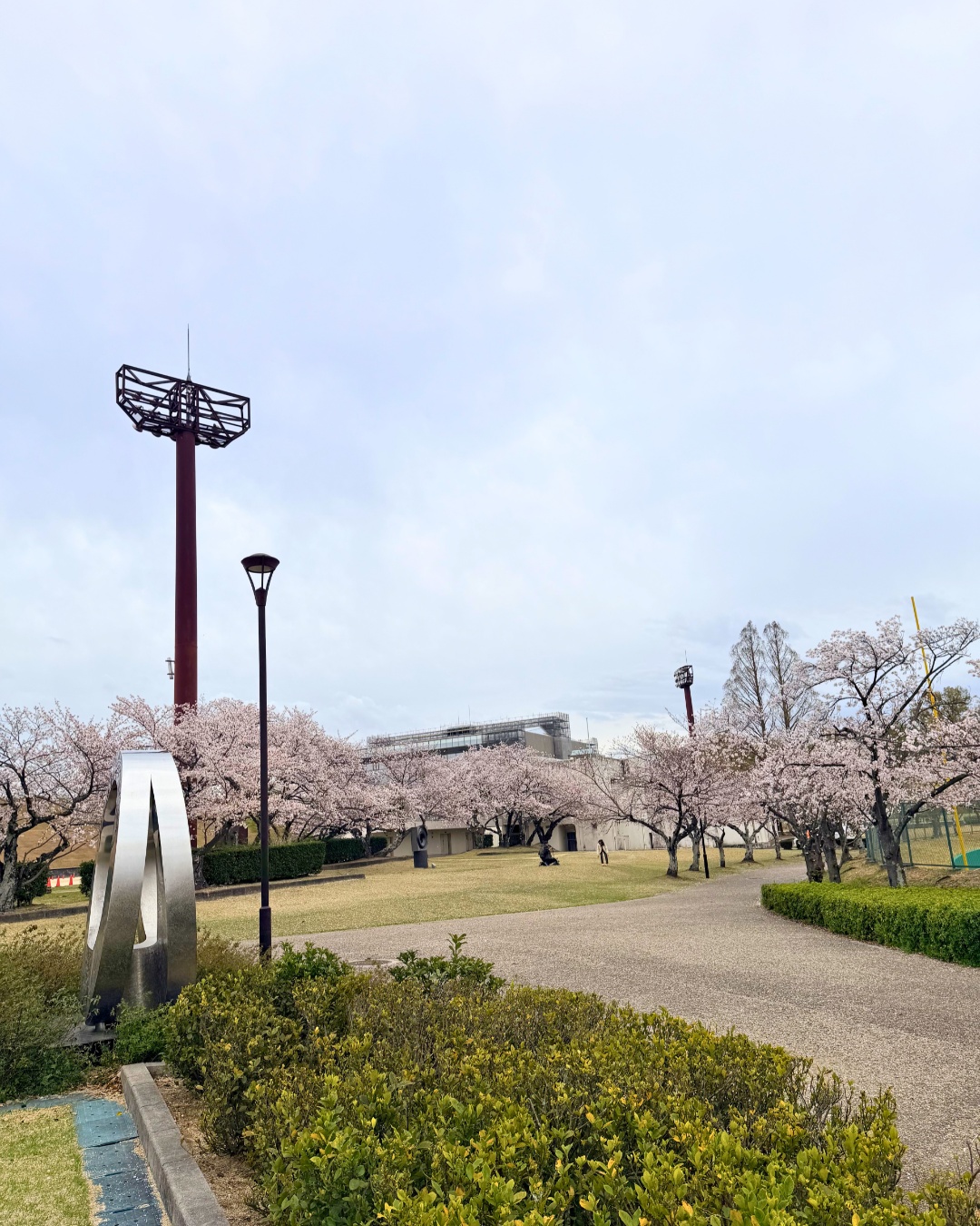 三好公園（みよし市）芝生広場のベンチと桜
