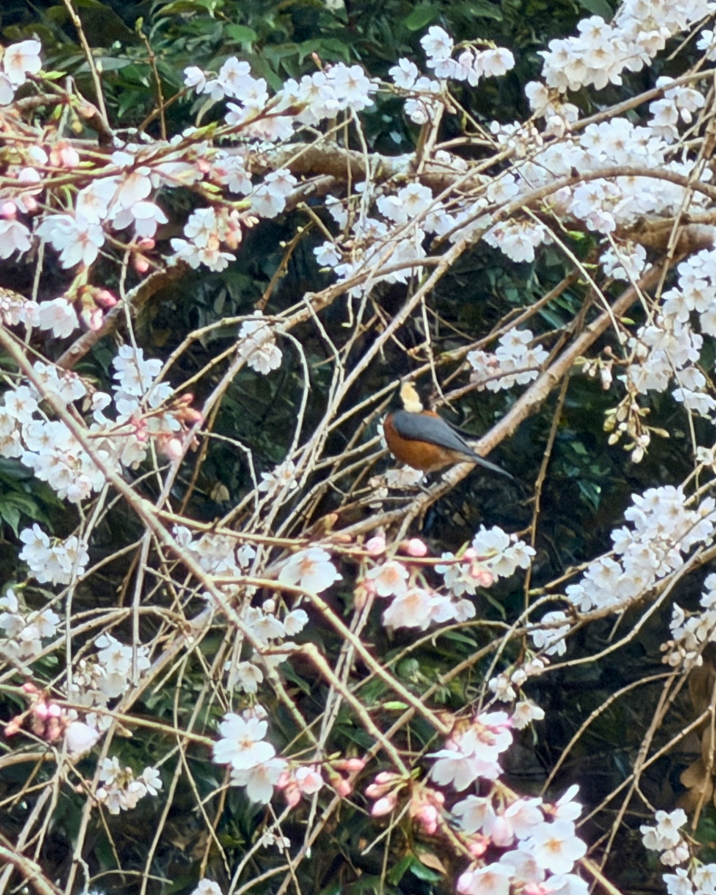奥山田のしだれ桜(愛知県岡崎市)春の花々や野鳥