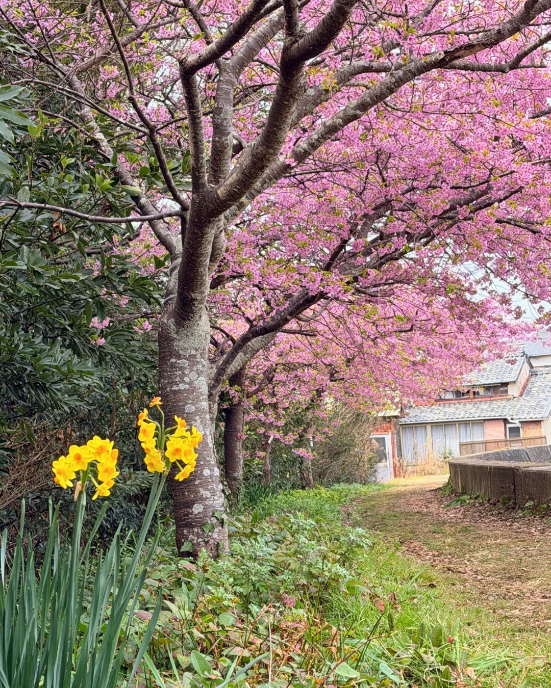 渥美半島の菜の花畑