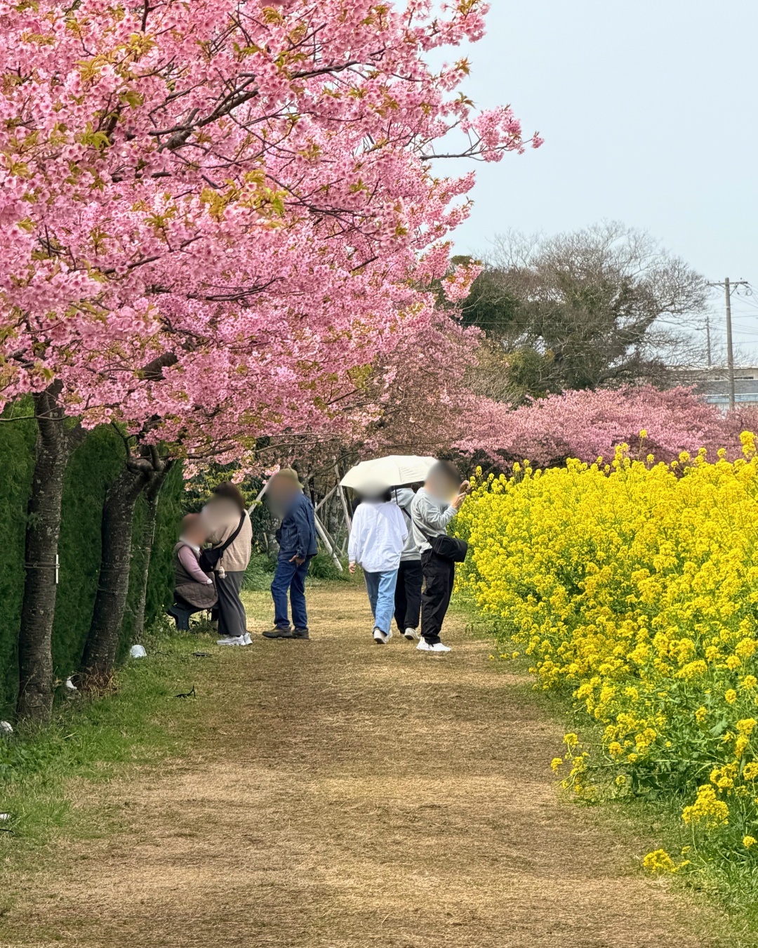 免々田川の河津桜と菜の花の中距離カット