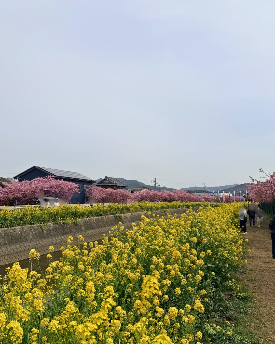 免々田川の河津桜と菜の花のコントラスト全景