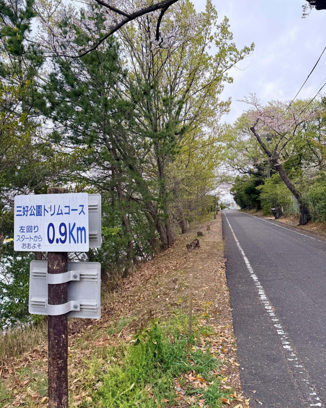 三好公園（みよし市）3.3km地点付近の桜のトンネル