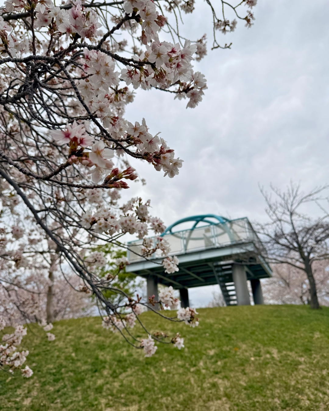 多目的広場外野沿いの桜並木