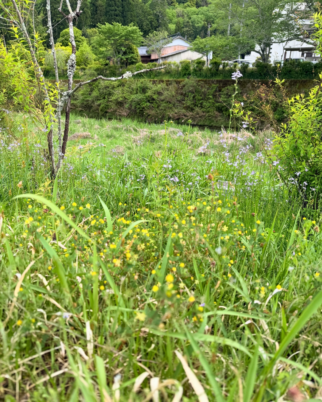 藤の回廊(豊田市)足元の小花