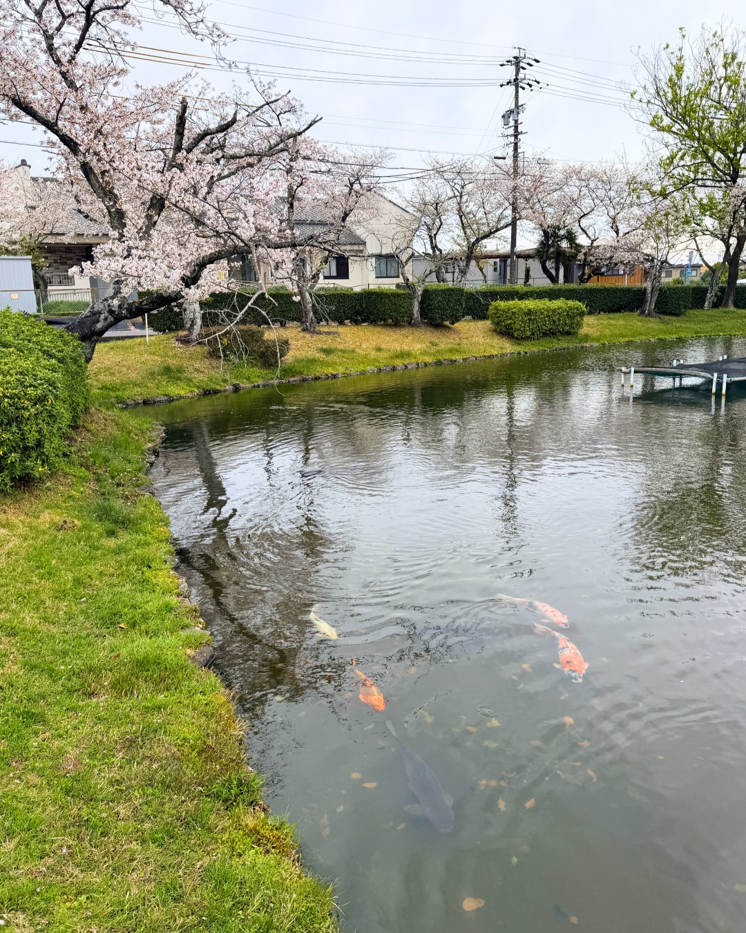 三好公園（みよし市）公園内の小さな池に架かる橋