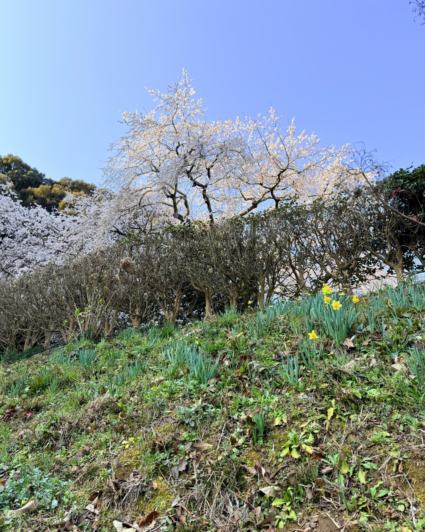 奥山田のしだれ桜(愛知県岡崎市)春の花と野鳥