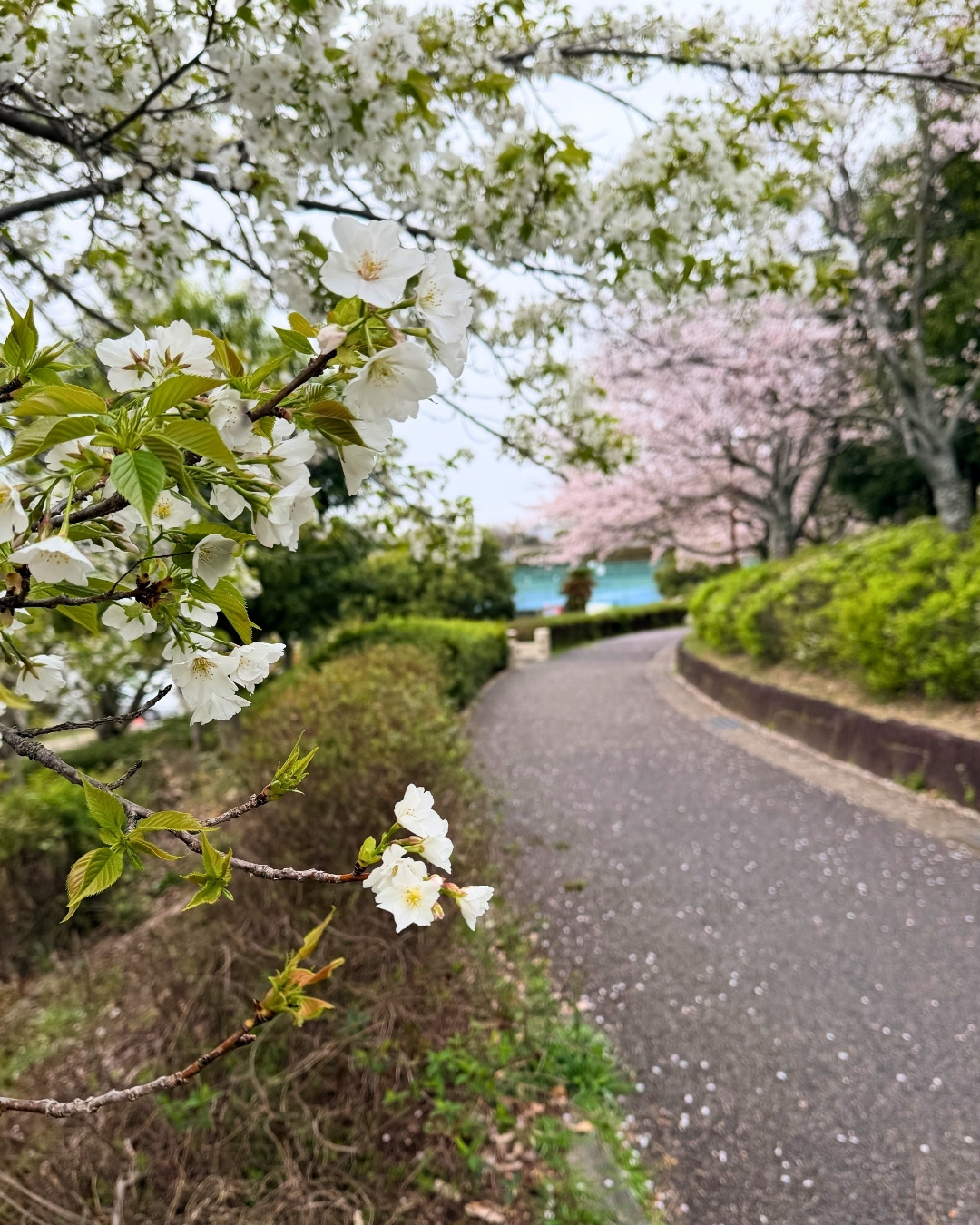 多目的広場外野の桜並木