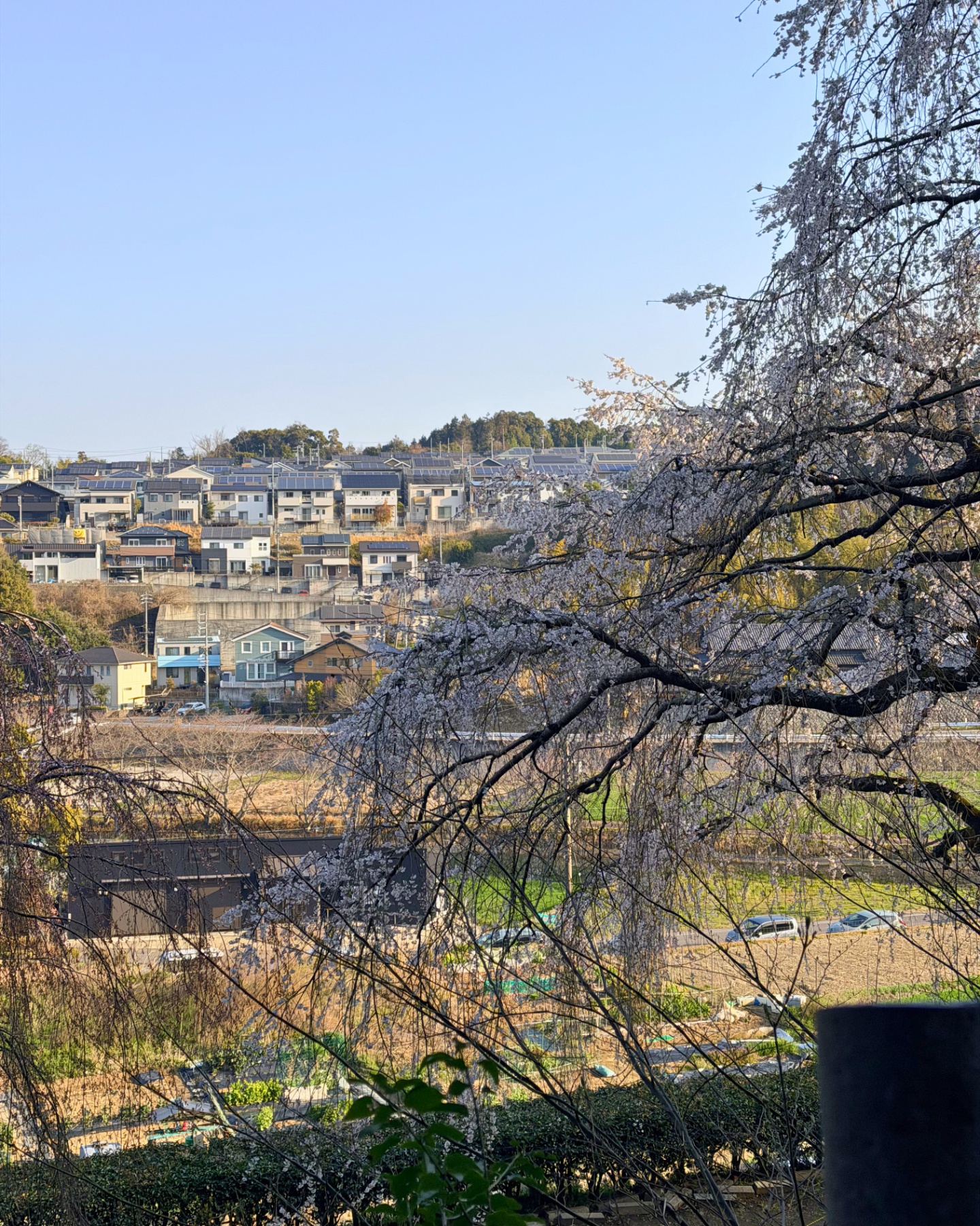 奥山田のしだれ桜(愛知県岡崎市)丘の遊歩道