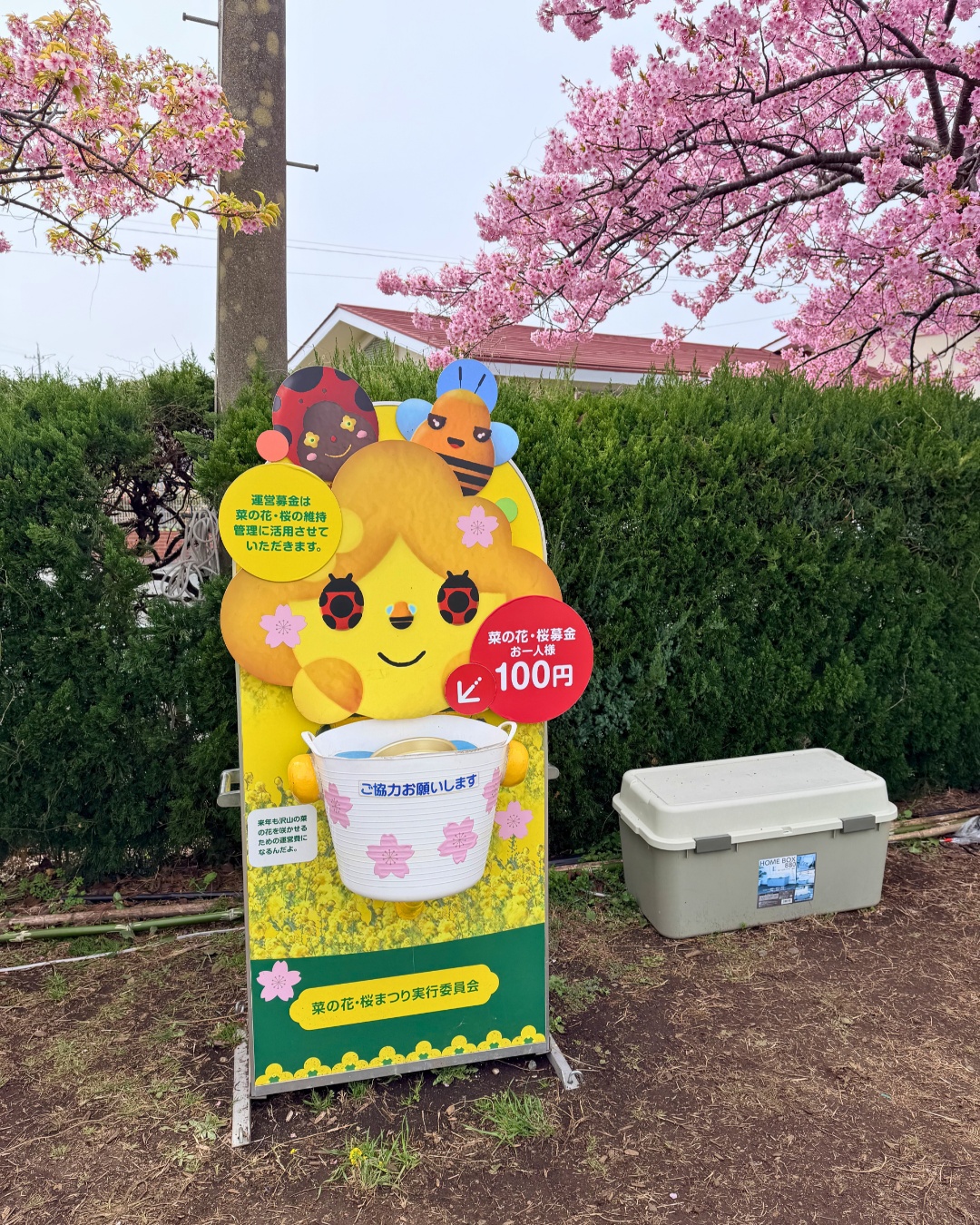 免々田川の菜の花と河津桜と鯉のぼり