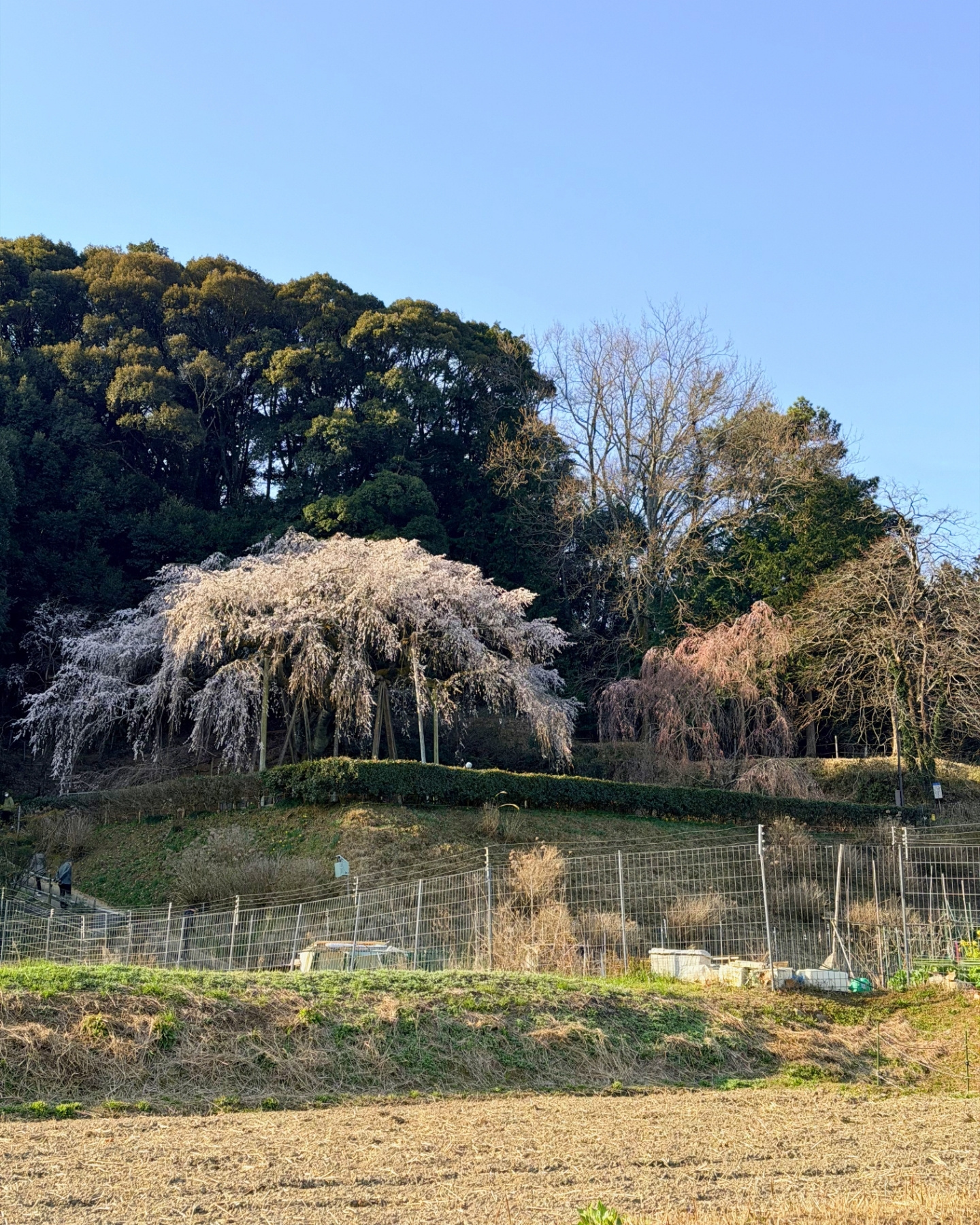 奥山田のしだれ桜