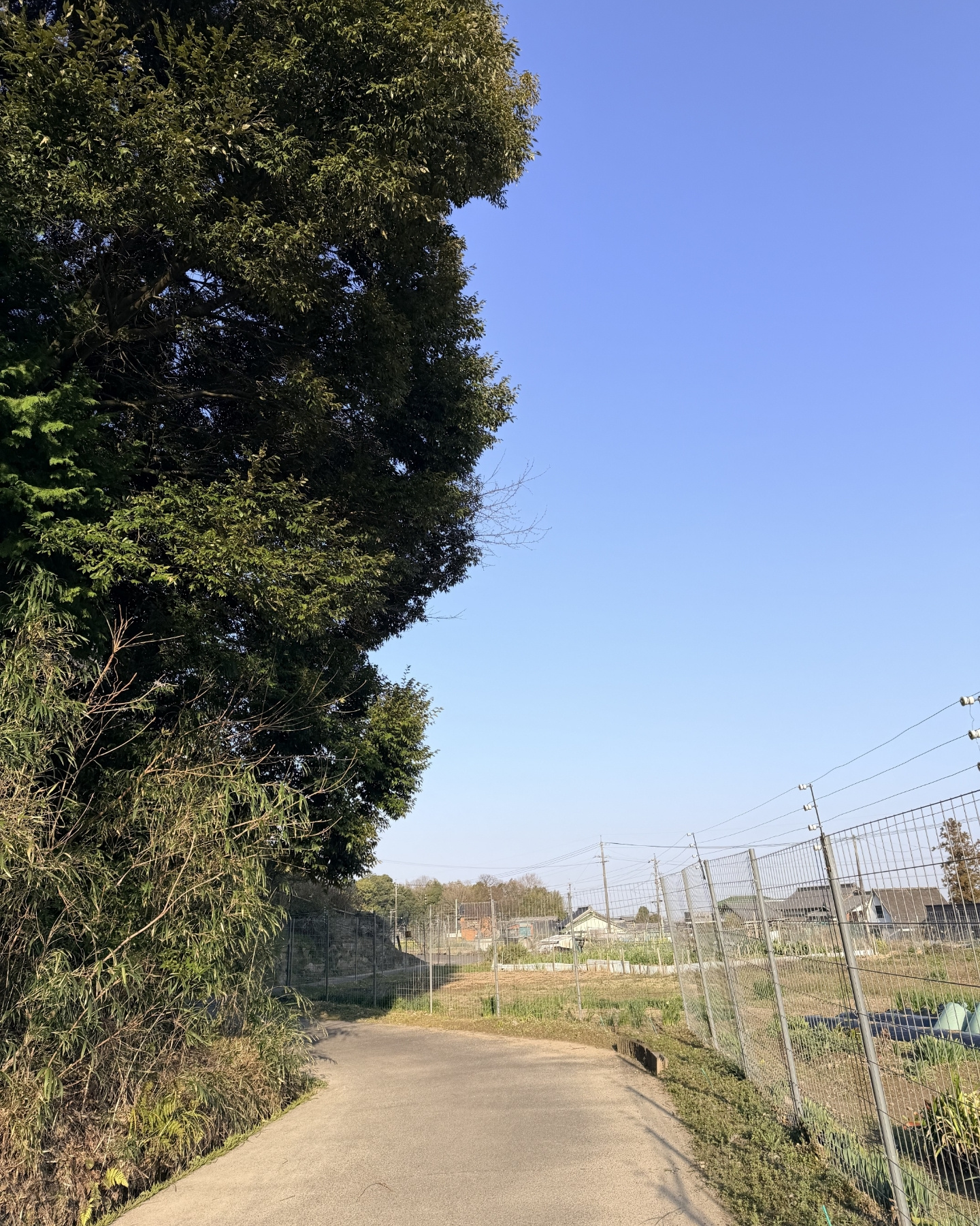 奥山田のしだれ桜(愛知県岡崎市)桜のもとへ向かう道