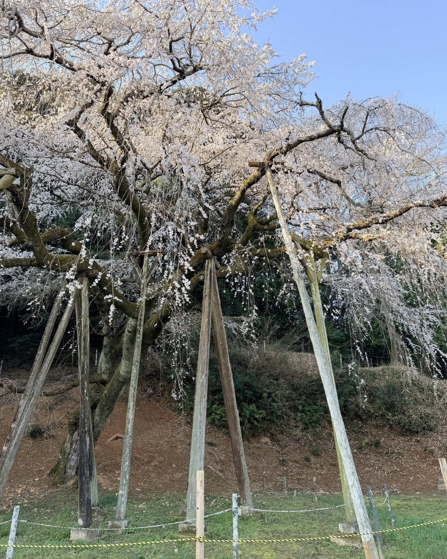 奥山田のしだれ桜(愛知県岡崎市)樹齢1300年のしだれ桜