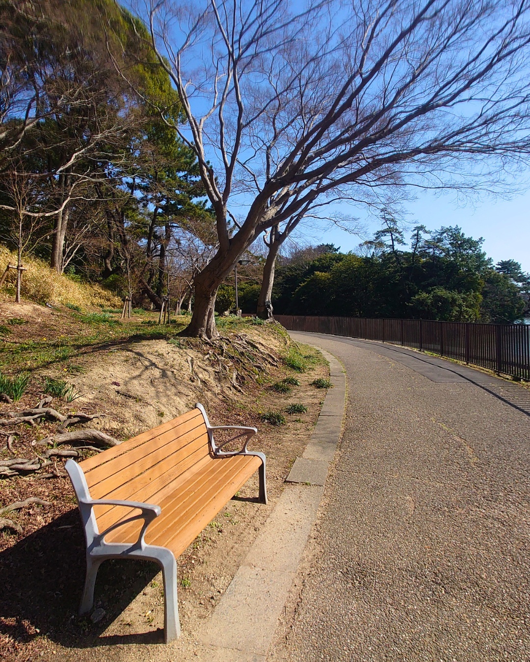 聚楽園公園 ヤカン池ウォーキングコースの遊歩道