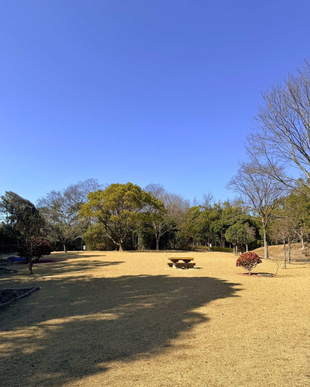 聚楽園公園 ふれあいガーデンの花のクローズアップ