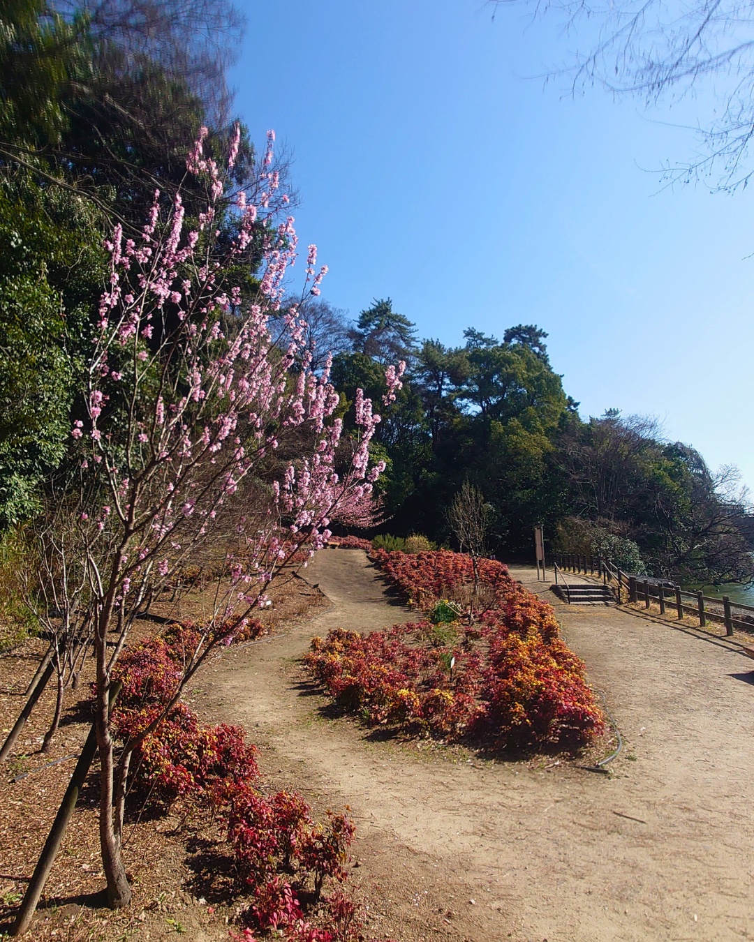 聚楽園公園 ハーブ園とヤカン池のコラボ景観