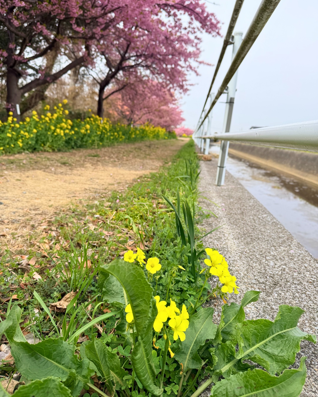 免々田川の土手の全景