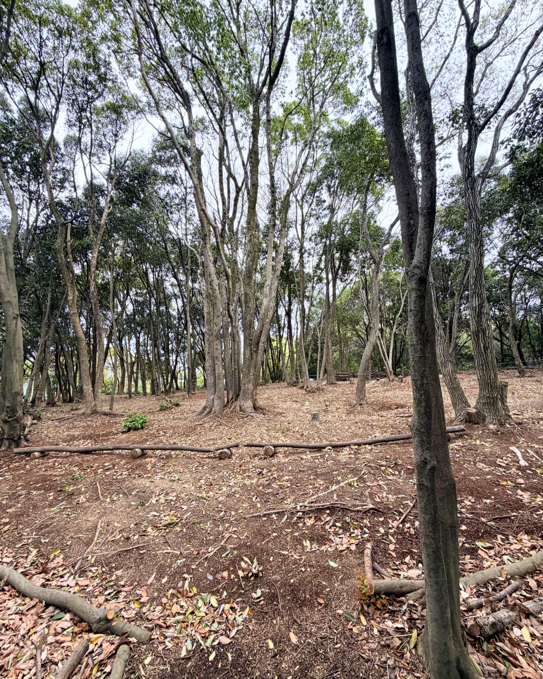 三好公園（みよし市）木の広場の土がふかふかの空間