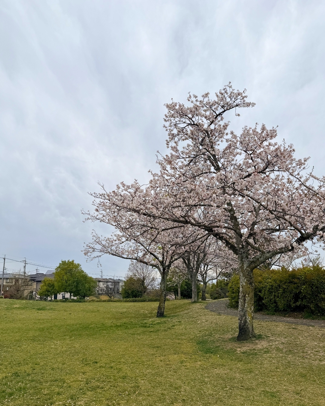 見上げたソメイヨシノの桜のトンネル