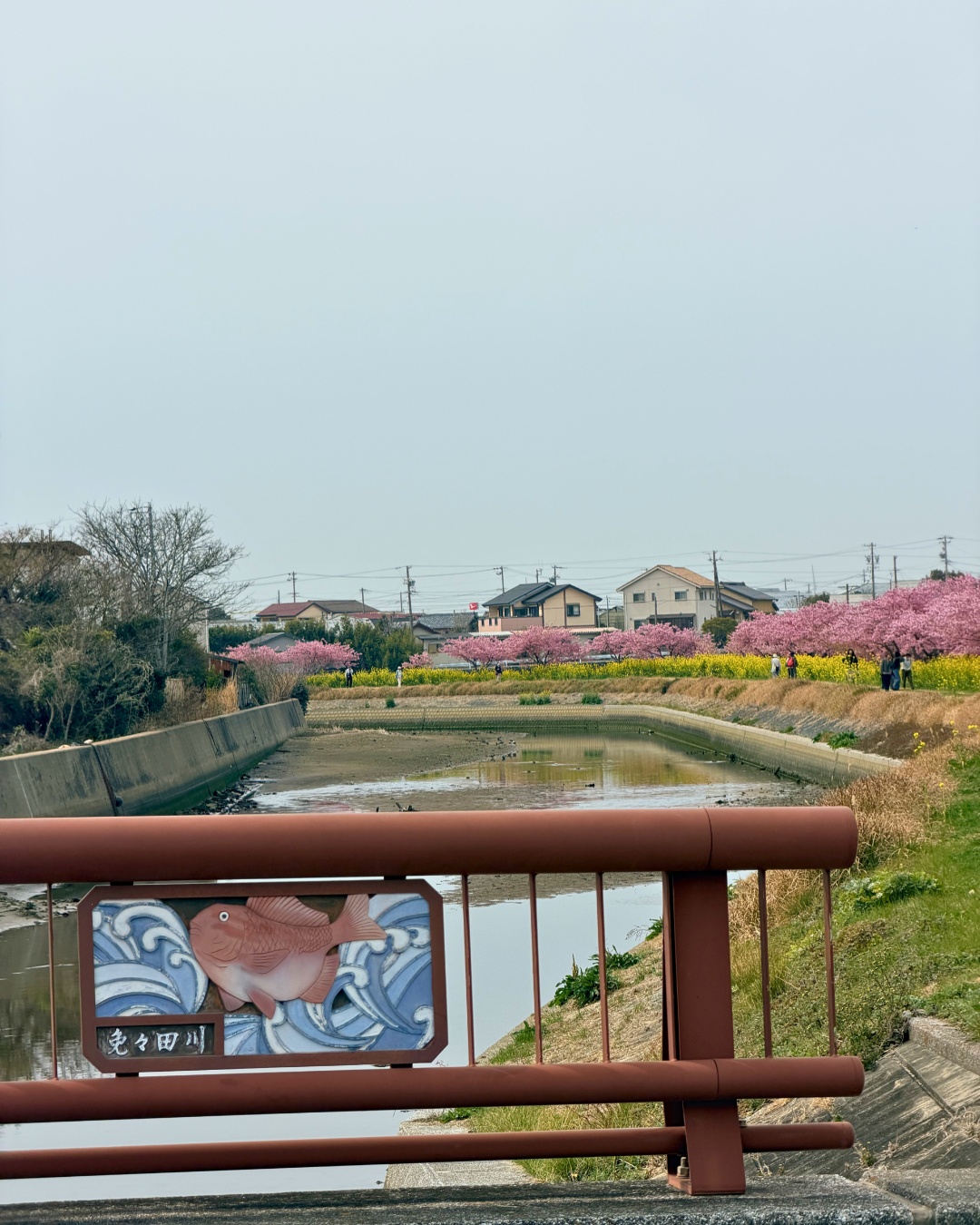 免々田川の菜の花マクロ