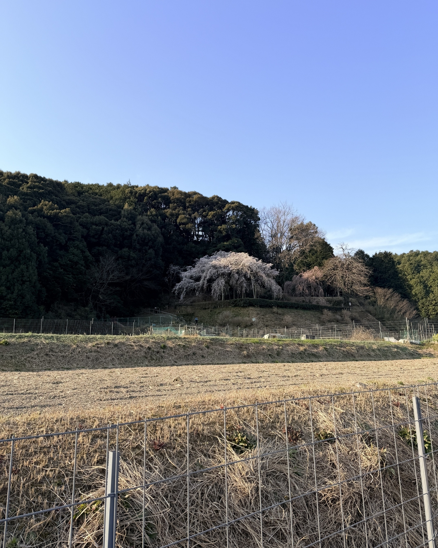 奥山田のしだれ桜(愛知県岡崎市)桜のもとへ向かう道