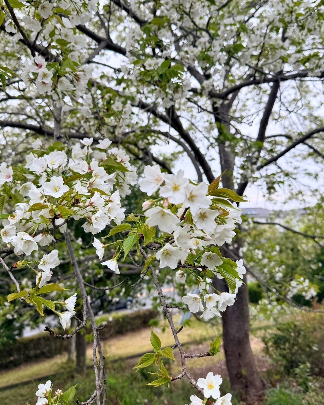 満開のソメイヨシノ