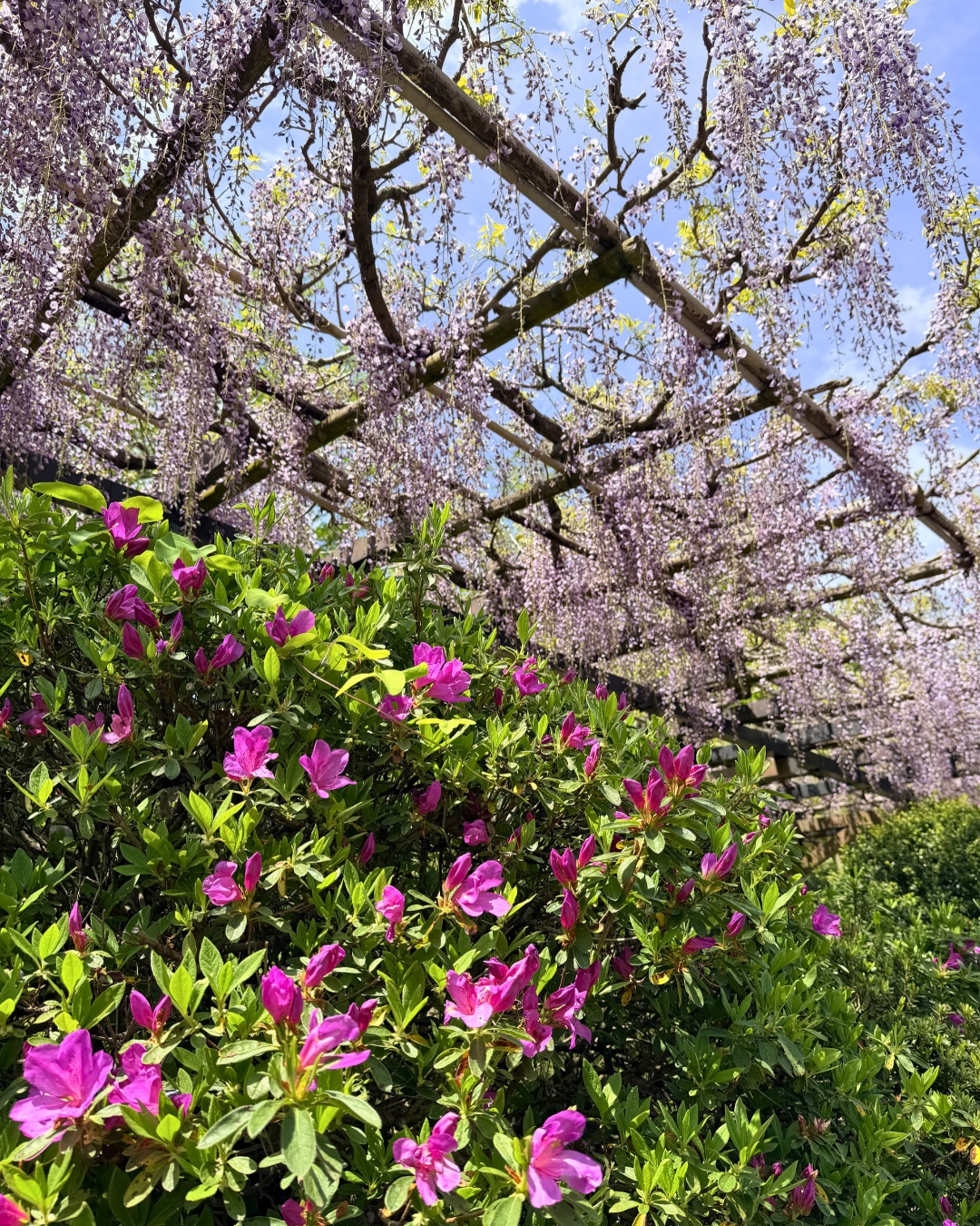 藤の回廊(豊田市)紫の藤と新緑のコントラスト