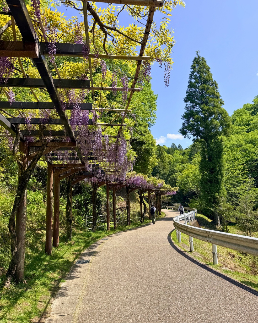 藤の回廊(豊田市)藤棚の通路の奥行き