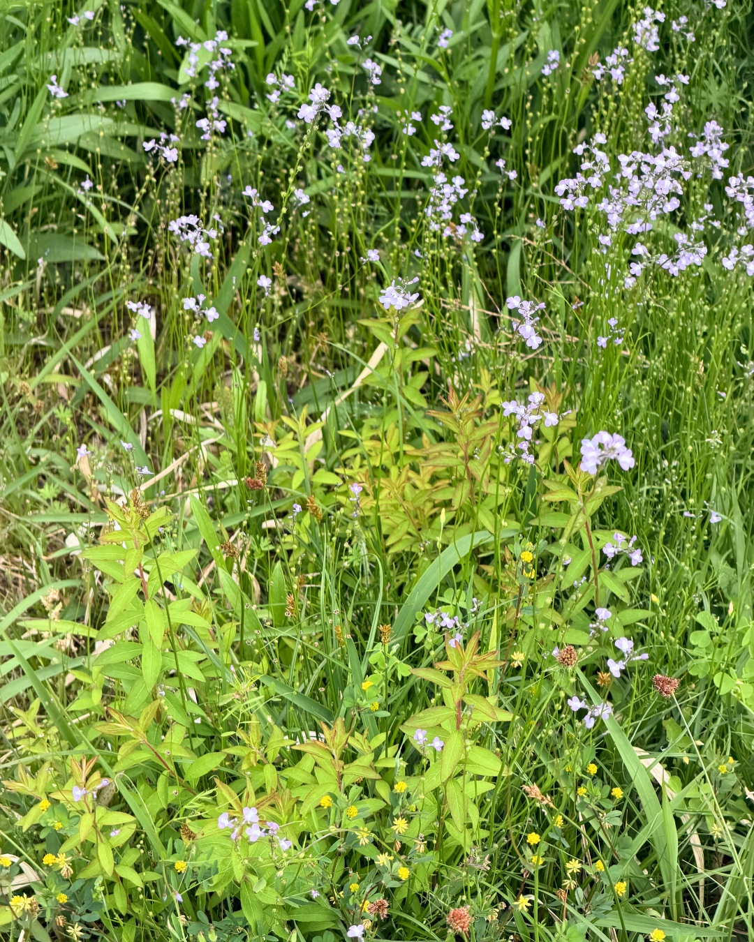 藤の回廊(豊田市)春の虫