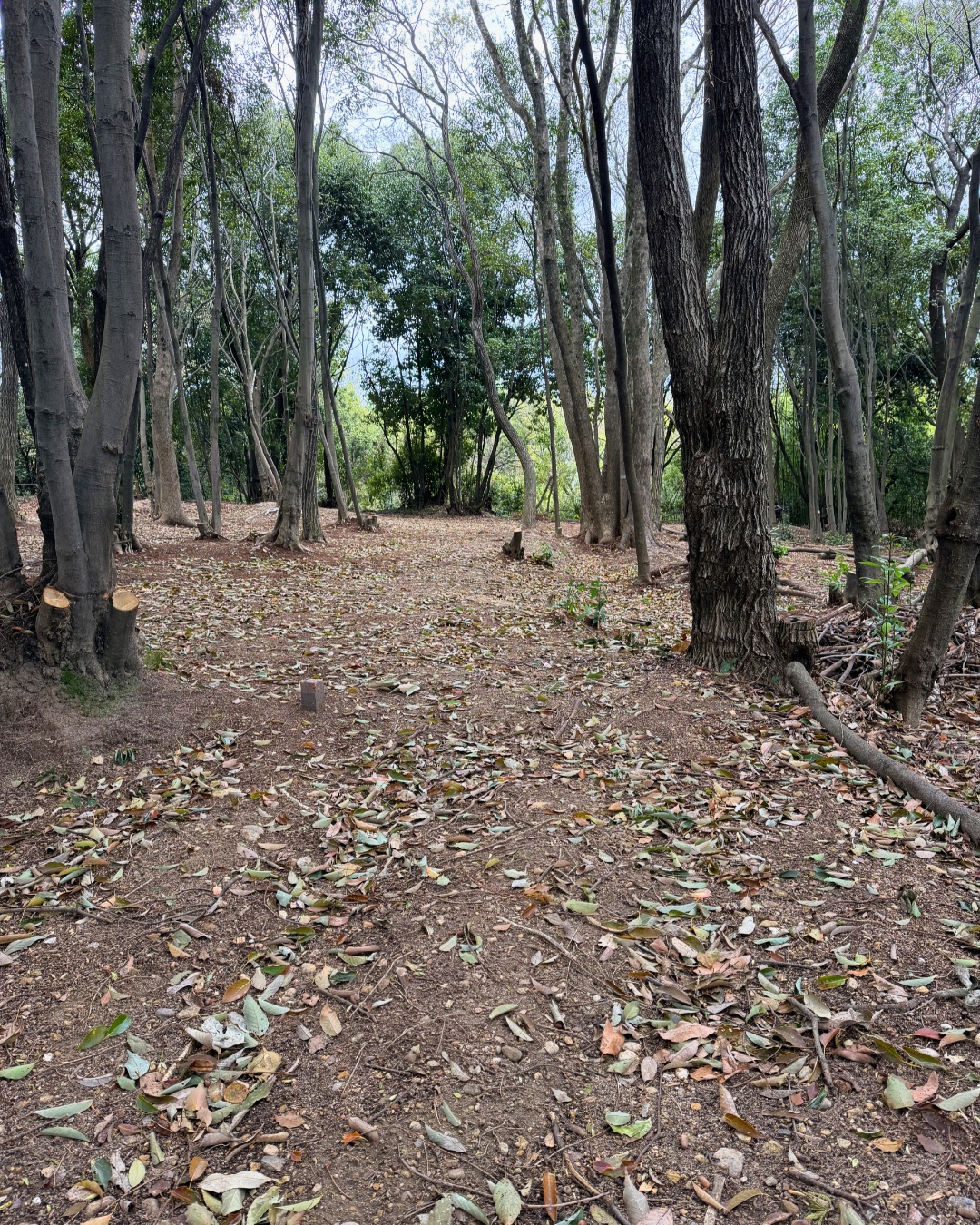 三好公園（みよし市）木の広場周辺の木々