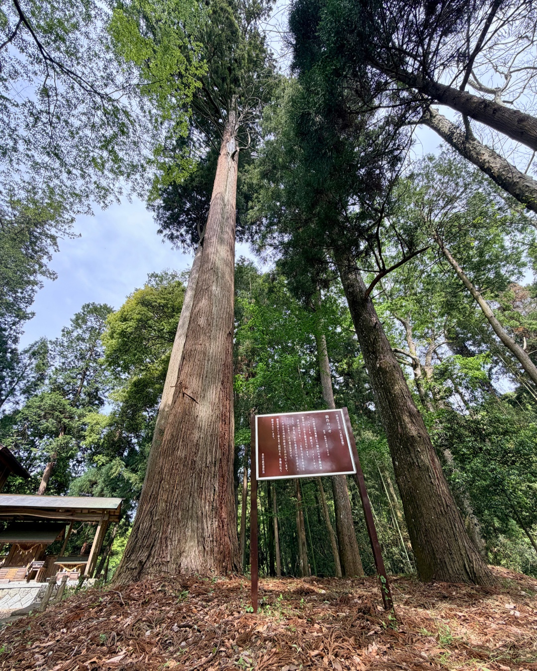 藤の回廊(豊田市)御作の杉