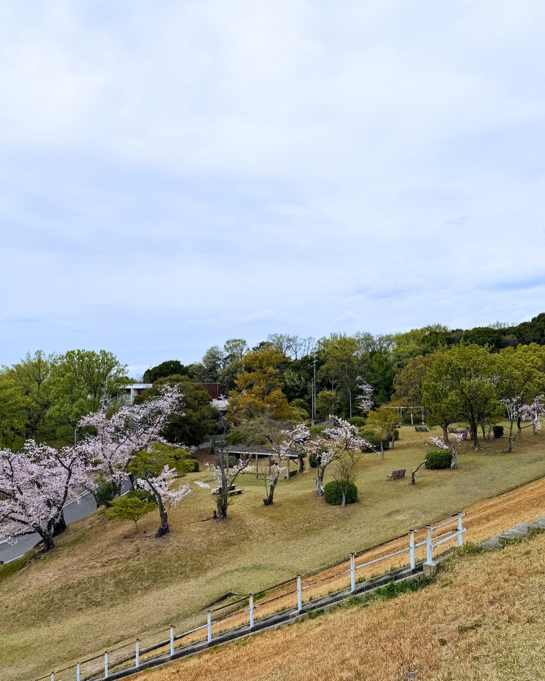 三好公園（みよし市）芝生広場で花見